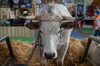Paris, Fransa - 03 01 2023: Uluslararası Tarım Gösterisi. Bir Gasconne des Pyrenees ineği
