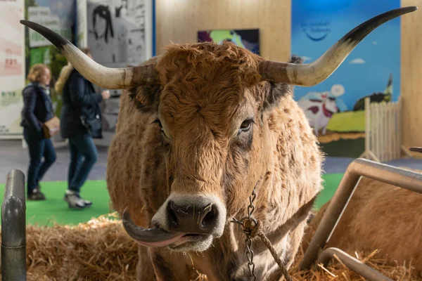 Paris, Fransa - 03 01 2023: Uluslararası Tarım Gösterisi. Bir Aubrac ineği