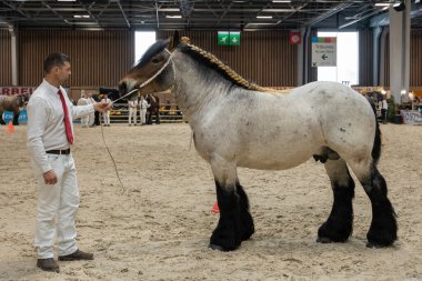Paris, Fransa - 02 28 2023: Uluslararası Tarım Gösterisi. Bir Auxois atı.