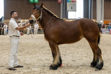 Paris, Fransa - 02 28 2023: Uluslararası Tarım Gösterisi. Bir Auxois atı.