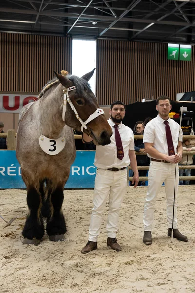 Paris, Fransa - 02 28 2023: Uluslararası Tarım Gösterisi. Bir Auxois atı.