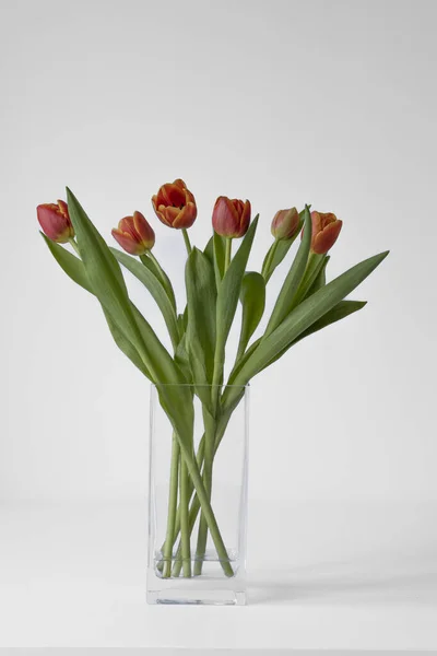 stock image A bouquet of red and yellow tulips in a square clear glass vase and a white background