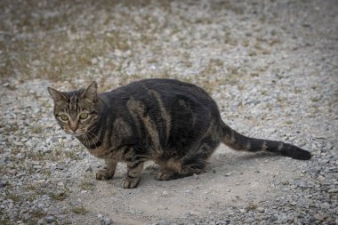 Bir tekir kedi yatıyor ve dik dik bakıyor.