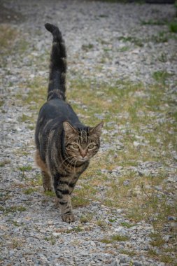 Bir tekir kedi yatıyor ve dik dik bakıyor.