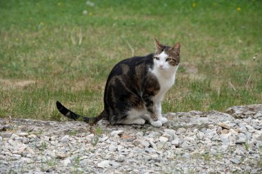 Beyaz bir tekir kedi oturuyor ve dik dik bakıyor.