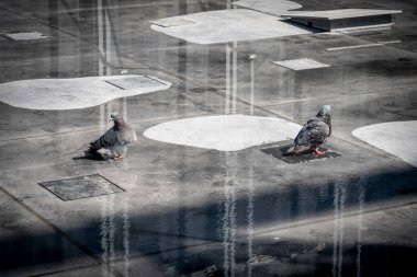 Çatı katındaki iki güvercinin su havzasına yansıyan fotoğrafını kapat.