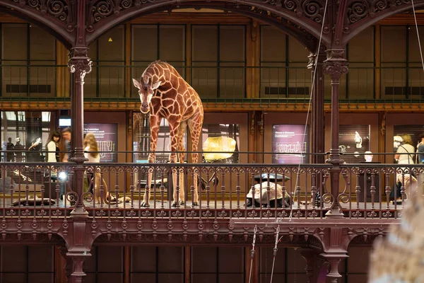 法国巴黎 2023 巴黎大进化画廊 阳台上一只白色和棕色的长颈鹿 — 图库照片