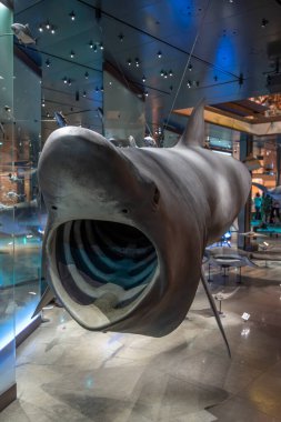 Paris, Fransa - 06 10 2023: Paris Büyük Evrim Galerisi. Ağzı açık bir balina köpekbalığı görüntüsü