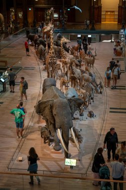 Paris, Fransa - 06 10 2023: Paris Büyük Evrim Galerisi. Hayvanlarla Büyük Evrim Galerisi