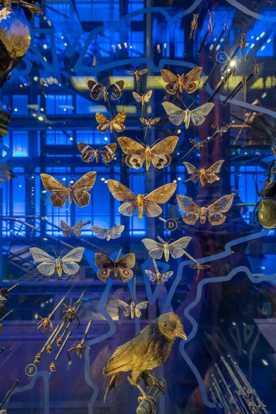 法国巴黎 2023 巴黎大进化画廊 异国情调的彩蝶观 — 图库照片
