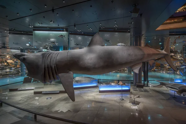法国巴黎 2023 巴黎大进化画廊 鲸鲨张嘴的景象 — 图库照片