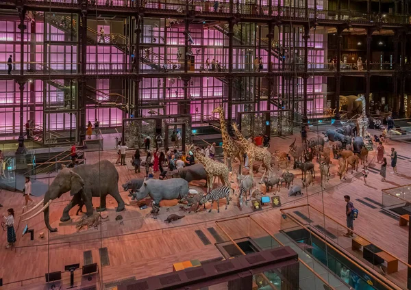 法国巴黎 2023 巴黎大进化画廊 大型动物进化展览馆的景观 — 图库照片