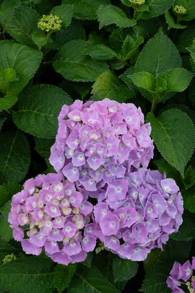 Zbliżenie Hortensji Kwiaty Ogrodzie — Zdjęcie stockowe