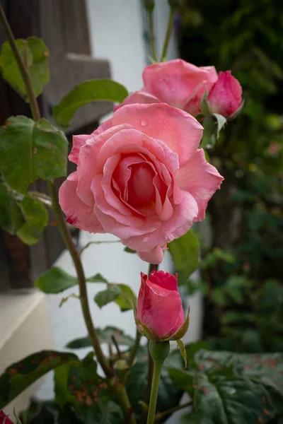 Primer Plano Rosas Rocías Flores Jardín — Foto de Stock