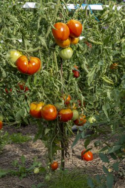 Organik bahçe. Sebze bahçesinde domates bitkisi