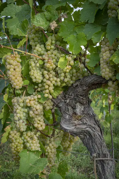 Alsace Vineyard Uppgifter Klasar Druvor Vinranka Längs Vinrutten Vid Solnedgången — Stockfoto