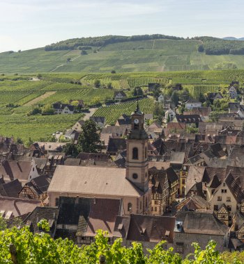Alsas üzüm bağı. Riquewihr köyünün panoramik manzarası, Sainte-Marguerite Protestan Kilisesi ve arka plandaki üzüm bağları