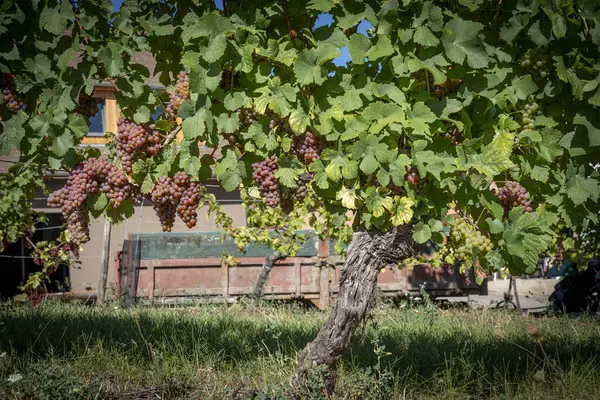 Hunawihr Prancis 2023 Kebun Anggur Alsace Detail Seikat Anggur Pada — Stok Foto