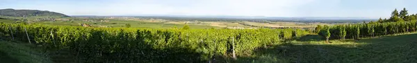 Elzasser Wijngaard Panoramisch Uitzicht Wijngaarden Bij Het Dorp Dambach Ville — Stockfoto