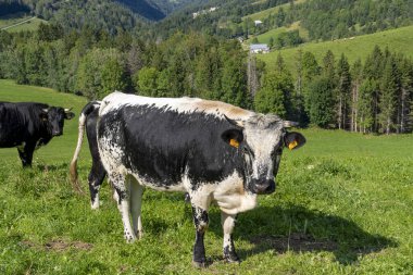 Tarlalarda, ormanda ve dağların arkasında duran bir Jura ineğinin görüntüsü.