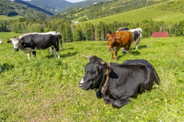 Tarlalarda, ormanlarda ve dağlarda oturan Jura ineklerinin görüntüsü.