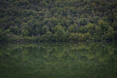 Lake District. Ormanın göle yansıyan görüntüsü