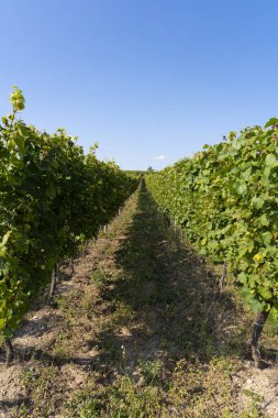 Alsas üzüm bağı. Şarap yolu boyunca üzüm ve sarmaşıkların detaylarına bak