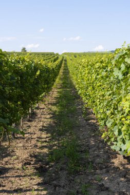 Alsas üzüm bağı. Şarap yolu boyunca üzüm ve sarmaşıkların detaylarına bak