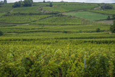 Alsas üzüm bağı. Şarap yolu boyunca uzanan sarmaşıkların panoramik görüntüsü