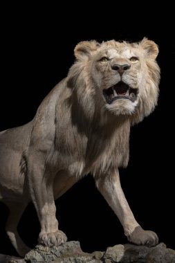 Paris, France - 06 10 2023: The Great Evolution Gallery of Paris. Felines exhibition. View of a roaring lion clipart