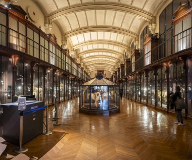 Paris, Fransa - 12: 15 2023: Paris Büyük Evrim Galerisi. Nesli tükenmekte olan hayvan galerisinin manzarası
