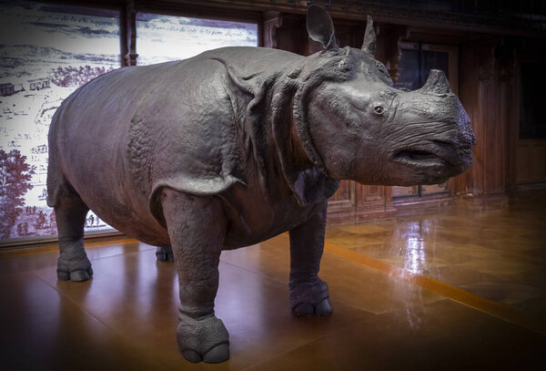 Paris, France - 12 15 2023: The Great Evolution Gallery of Paris. View of the rhinoceros which belonged to the menagerie of Louis XV