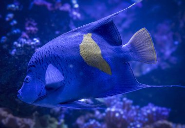 Palais de la Porte Doree. Tropik balıklar. Hilal melek balığı manzarası