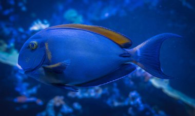 Palais de la Porte Doree. Tropik balıklar. Osellus cerrah balığı manzarası