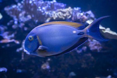 Palais de la Porte Doree. Tropik balıklar. Osellus cerrah balığı manzarası