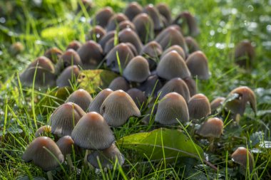 Yeşil çimenlerdeki mantar halı manzarası