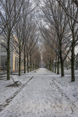 Gennevilliers, Fransa - 12 18 2024: Eco-Mahallesi. Karların altındaki patika boyunca ağaçların hizalanma görüntüsü