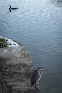 Büyük balıkçıl Bassin de la Villette 'de karın altında