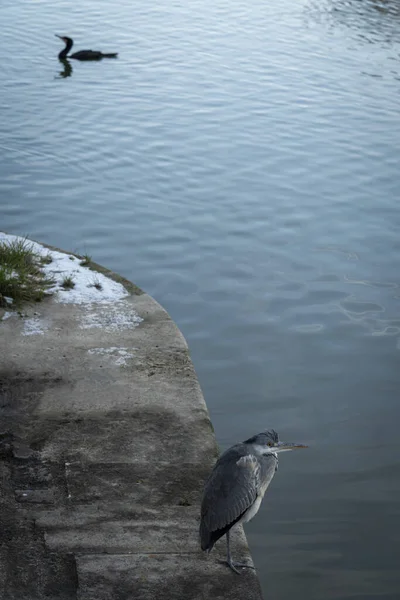 Büyük balıkçıl Bassin de la Villette 'de karın altında