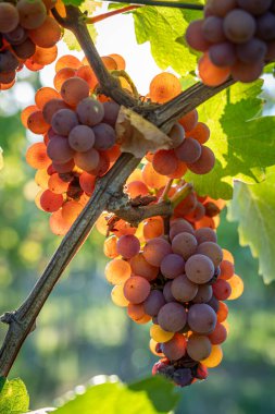 Alsas üzüm bağı. Şarap yolu boyunca üzüm ve sarmaşıkların detaylarına bak