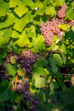 Alsas üzüm bağı. Şarap yolu boyunca üzüm ve sarmaşıkların detaylarına bak