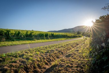 Alsas üzüm bağı. Şarap yolu boyunca uzanan sarmaşıkların panoramik görüntüsü
