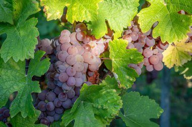Alsas üzüm bağı. Şarap yolu boyunca uzanan sarmaşık tarlalarının panoramik manzarası ve arka planda büyük bir ağaç.