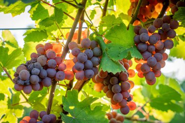 Alsas üzüm bağı. Şarap yolu boyunca uzanan sarmaşık tarlalarının panoramik manzarası ve arka planda büyük bir ağaç.