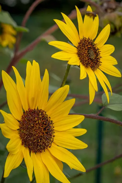 Close up on sunflower flowers in a park