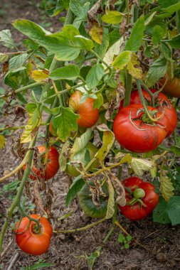 Şarap rotası. Sebze bahçesinde kırmızı domates sapı manzarası