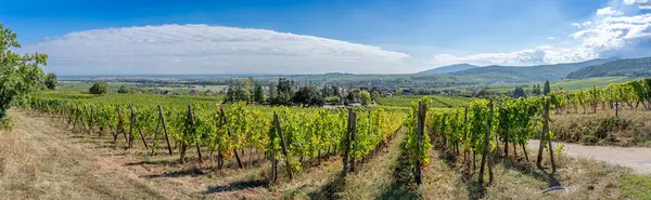 Alsaská Vinice Panoramatický Výhled Vinná Pole Podél Vinařské Stezky Royalty Free Stock Fotografie