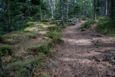 Galyalıların yolu. Kayaların, merdivenlerin ve ağaçların manzarası