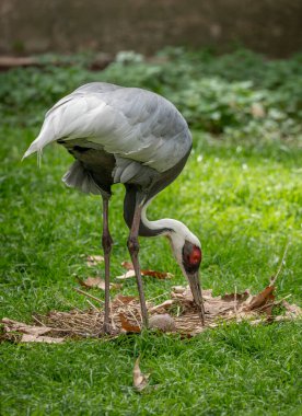 Hayvanat bahçesi, bitki bahçesinin hayvanat bahçesi. Yuvasında yumurtası olan beyaz boyunlu bir turna çifti.