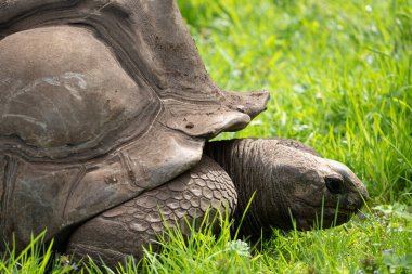 Hayvanat bahçesi, bitki bahçesinin hayvanat bahçesi. Seyşeller kara kaplumbağası manzarası
